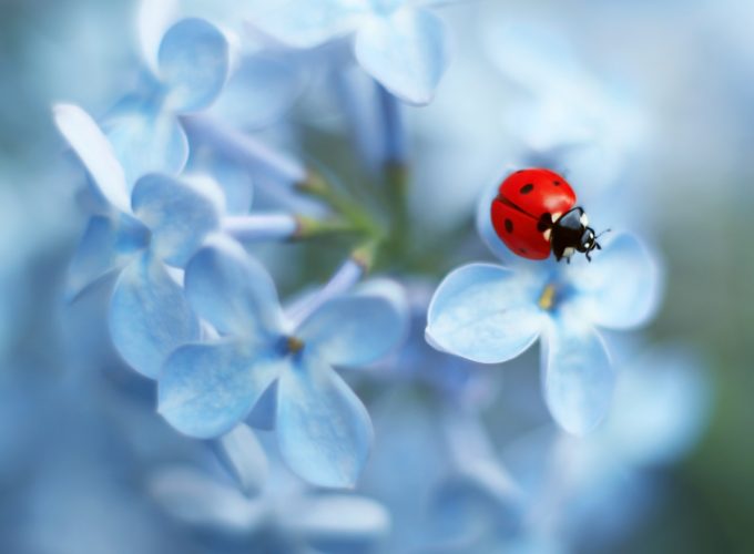 Wallpaper Blue Flower, Insect, Ladybug, 4K, Animals 2536813323